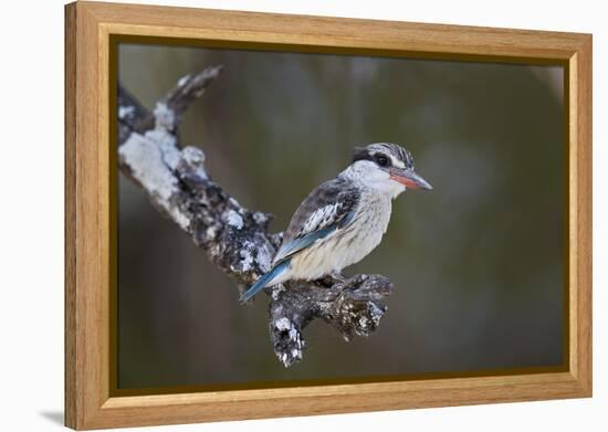 Striped kingfisher (Halcyon chelicuti), male, Selous Game Reserve, Tanzania, East Africa, Africa-James Hager-Framed Premier Image Canvas