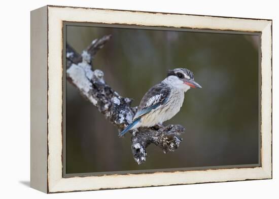 Striped kingfisher (Halcyon chelicuti), male, Selous Game Reserve, Tanzania, East Africa, Africa-James Hager-Framed Premier Image Canvas