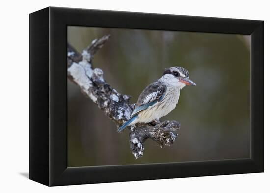 Striped kingfisher (Halcyon chelicuti), male, Selous Game Reserve, Tanzania, East Africa, Africa-James Hager-Framed Premier Image Canvas
