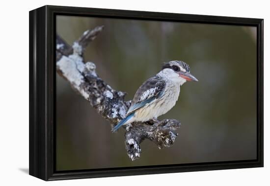 Striped kingfisher (Halcyon chelicuti), male, Selous Game Reserve, Tanzania, East Africa, Africa-James Hager-Framed Premier Image Canvas