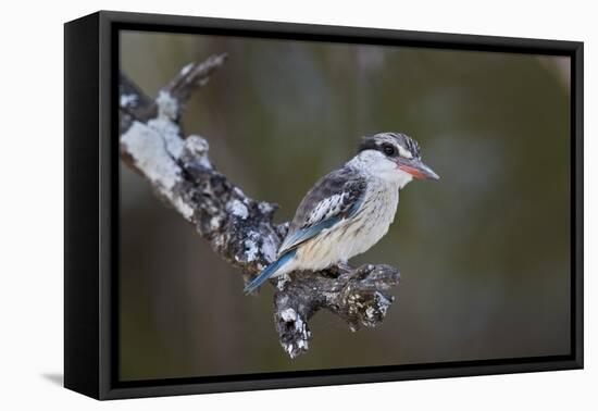 Striped kingfisher (Halcyon chelicuti), male, Selous Game Reserve, Tanzania, East Africa, Africa-James Hager-Framed Premier Image Canvas