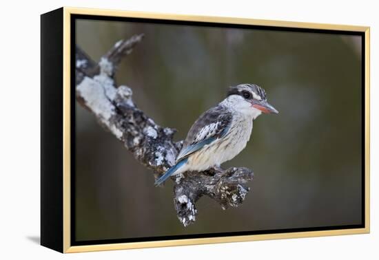 Striped kingfisher (Halcyon chelicuti), male, Selous Game Reserve, Tanzania, East Africa, Africa-James Hager-Framed Premier Image Canvas