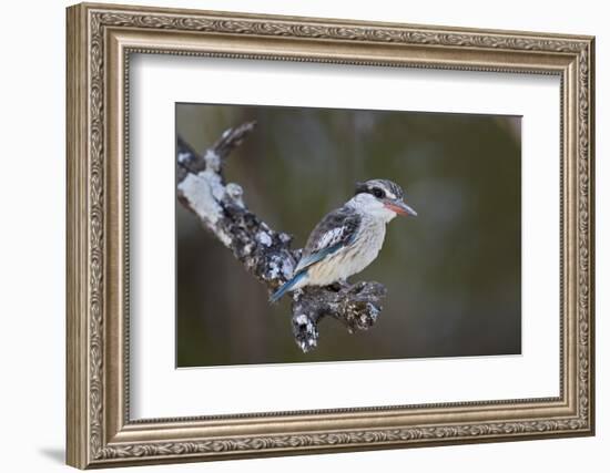 Striped kingfisher (Halcyon chelicuti), male, Selous Game Reserve, Tanzania, East Africa, Africa-James Hager-Framed Photographic Print