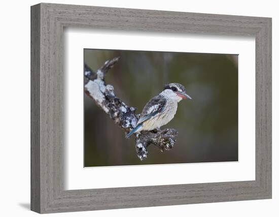 Striped kingfisher (Halcyon chelicuti), male, Selous Game Reserve, Tanzania, East Africa, Africa-James Hager-Framed Photographic Print