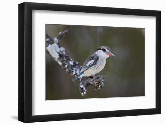 Striped kingfisher (Halcyon chelicuti), male, Selous Game Reserve, Tanzania, East Africa, Africa-James Hager-Framed Photographic Print