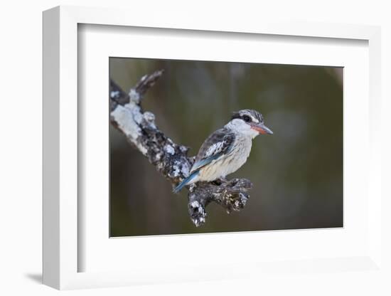 Striped kingfisher (Halcyon chelicuti), male, Selous Game Reserve, Tanzania, East Africa, Africa-James Hager-Framed Photographic Print