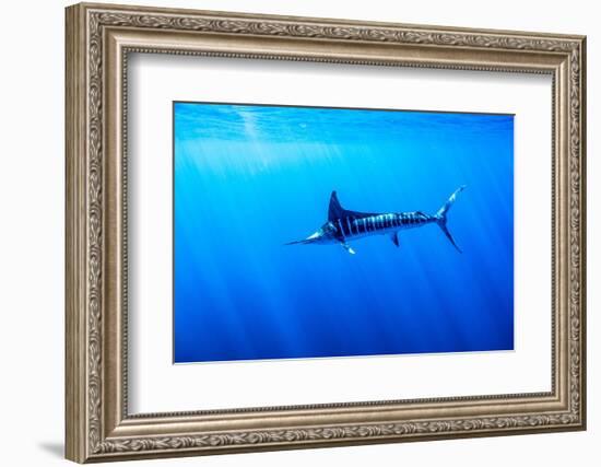 Striped marlin feeding on bait balls, Baja California, Mexico-Doc White-Framed Photographic Print