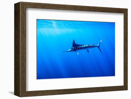 Striped marlin feeding on bait balls, Baja California, Mexico-Doc White-Framed Photographic Print