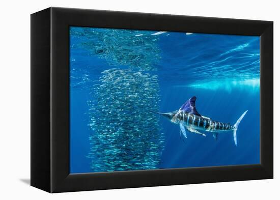 Striped marlin feeding on Sardine bait ball, Mexico-Franco Banfi-Framed Premier Image Canvas