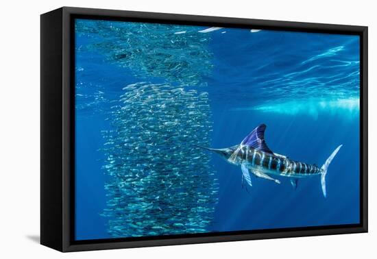 Striped marlin feeding on Sardine bait ball, Mexico-Franco Banfi-Framed Premier Image Canvas