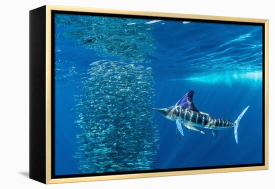 Striped marlin feeding on Sardine bait ball, Mexico-Franco Banfi-Framed Premier Image Canvas