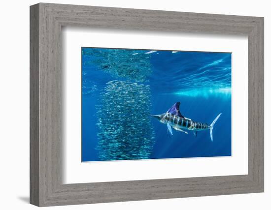 Striped marlin feeding on Sardine bait ball, Mexico-Franco Banfi-Framed Photographic Print