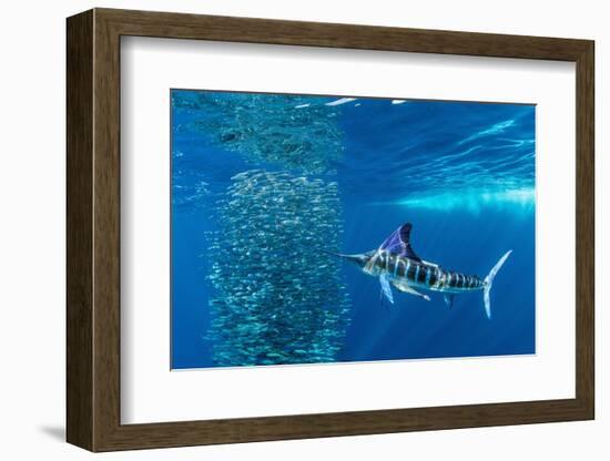 Striped marlin feeding on Sardine bait ball, Mexico-Franco Banfi-Framed Photographic Print