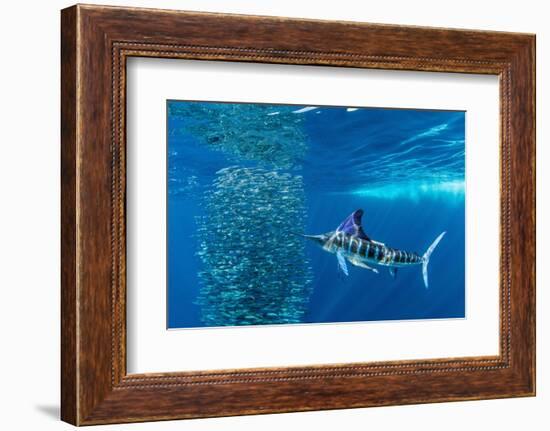 Striped marlin feeding on Sardine bait ball, Mexico-Franco Banfi-Framed Photographic Print