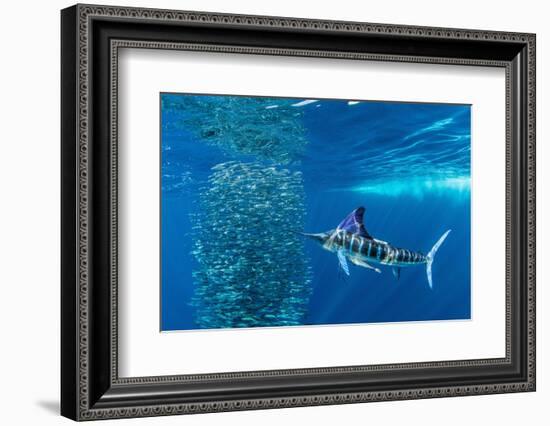 Striped marlin feeding on Sardine bait ball, Mexico-Franco Banfi-Framed Photographic Print