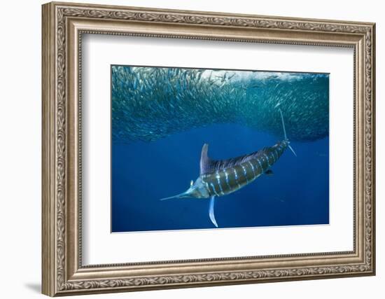 Striped marlin feeding on Sardine bait ball, Mexico-Franco Banfi-Framed Photographic Print