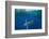 Striped marlin feeding on Sardine bait ball, Mexico-Franco Banfi-Framed Photographic Print