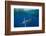 Striped marlin feeding on Sardine bait ball, Mexico-Franco Banfi-Framed Photographic Print