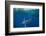 Striped marlin feeding on Sardine bait ball, Mexico-Franco Banfi-Framed Photographic Print