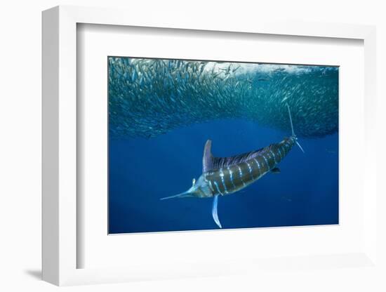 Striped marlin feeding on Sardine bait ball, Mexico-Franco Banfi-Framed Photographic Print