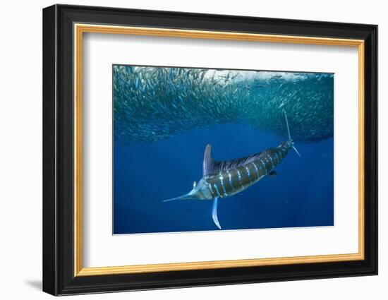 Striped marlin feeding on Sardine bait ball, Mexico-Franco Banfi-Framed Photographic Print