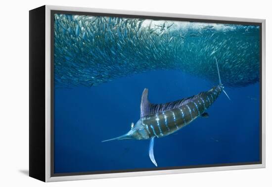 Striped marlin feeding on Sardine bait ball, Mexico-Franco Banfi-Framed Premier Image Canvas