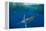 Striped marlin feeding on Sardine bait ball, Mexico-Franco Banfi-Framed Premier Image Canvas