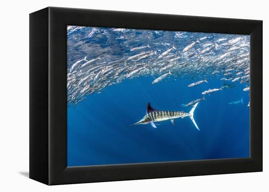 Striped marlin feeding on Sardine bait ball, Mexico-Franco Banfi-Framed Premier Image Canvas