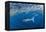 Striped marlin feeding on Sardine bait ball, Mexico-Franco Banfi-Framed Premier Image Canvas