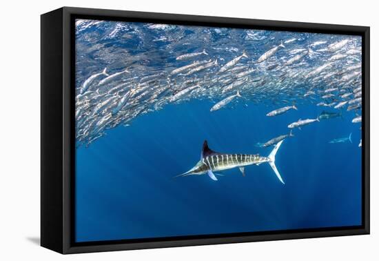 Striped marlin feeding on Sardine bait ball, Mexico-Franco Banfi-Framed Premier Image Canvas