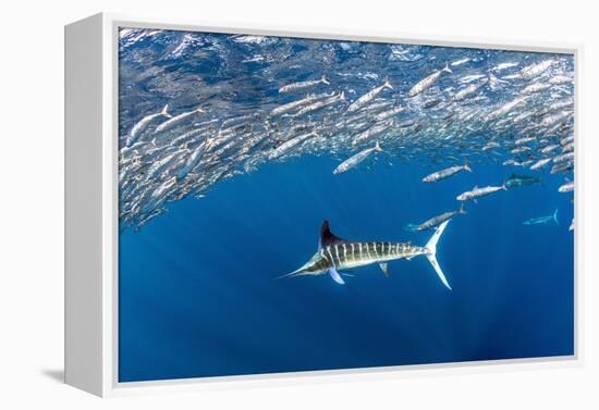 Striped marlin feeding on Sardine bait ball, Mexico-Franco Banfi-Framed Premier Image Canvas