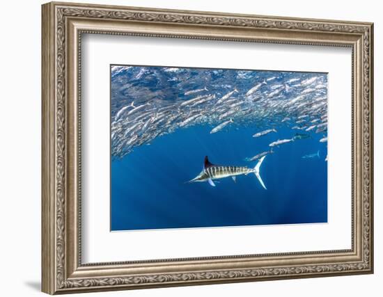 Striped marlin feeding on Sardine bait ball, Mexico-Franco Banfi-Framed Photographic Print