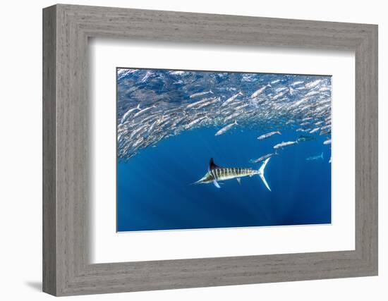 Striped marlin feeding on Sardine bait ball, Mexico-Franco Banfi-Framed Photographic Print