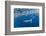 Striped marlin feeding on Sardine bait ball, Mexico-Franco Banfi-Framed Photographic Print