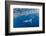 Striped marlin feeding on Sardine bait ball, Mexico-Franco Banfi-Framed Photographic Print