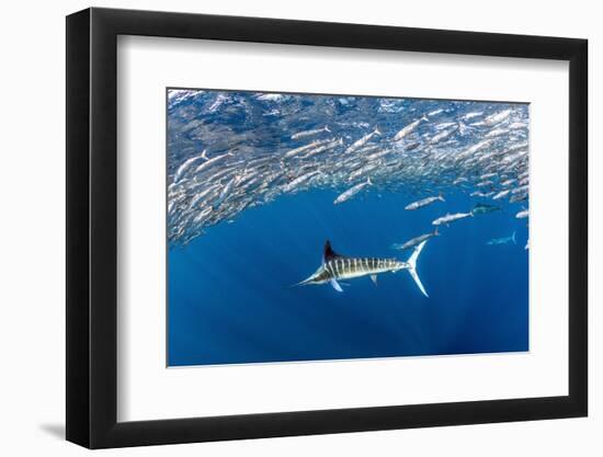 Striped marlin feeding on Sardine bait ball, Mexico-Franco Banfi-Framed Photographic Print