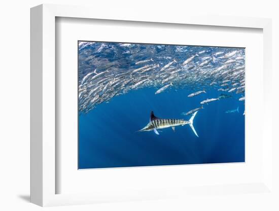 Striped marlin feeding on Sardine bait ball, Mexico-Franco Banfi-Framed Photographic Print