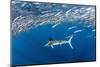 Striped marlin feeding on Sardine bait ball, Mexico-Franco Banfi-Mounted Photographic Print