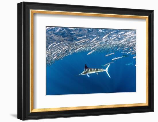 Striped marlin feeding on Sardine bait ball, Mexico-Franco Banfi-Framed Photographic Print