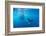 Striped marlin hunting sardines in bait ball, Mexico-Franco Banfi-Framed Photographic Print