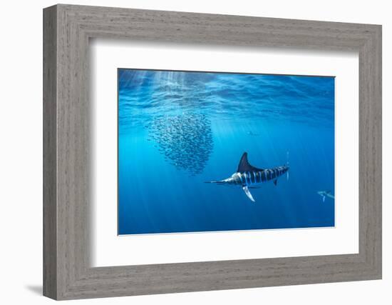 Striped marlin hunting sardines in bait ball, Mexico-Franco Banfi-Framed Photographic Print