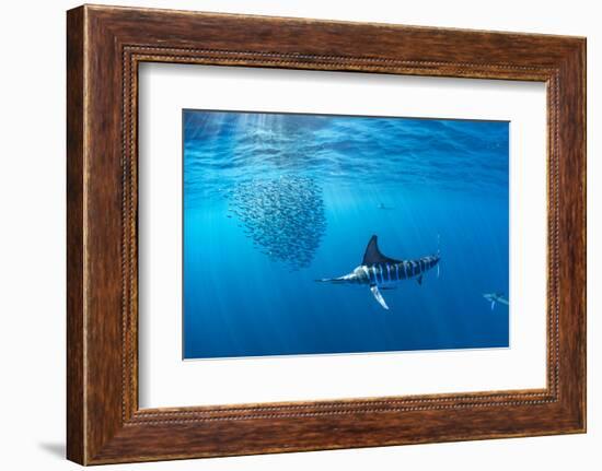 Striped marlin hunting sardines in bait ball, Mexico-Franco Banfi-Framed Photographic Print