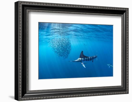 Striped marlin hunting sardines in bait ball, Mexico-Franco Banfi-Framed Photographic Print