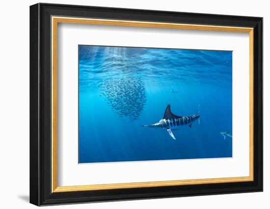 Striped marlin hunting sardines in bait ball, Mexico-Franco Banfi-Framed Photographic Print