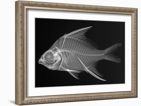 Striped Mojarra-Sandra J. Raredon-Framed Art Print