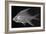 Striped Mojarra-Sandra J. Raredon-Framed Art Print