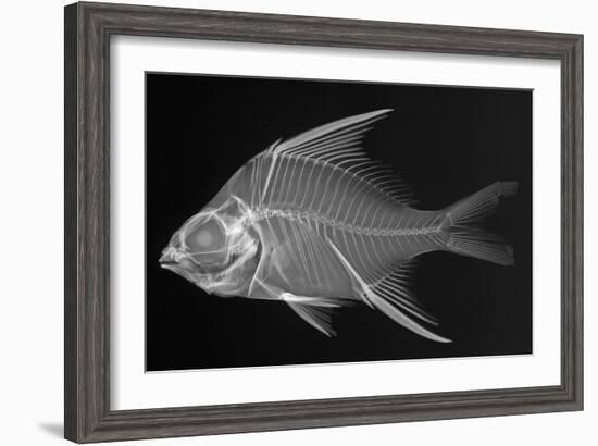 Striped Mojarra-Sandra J. Raredon-Framed Art Print