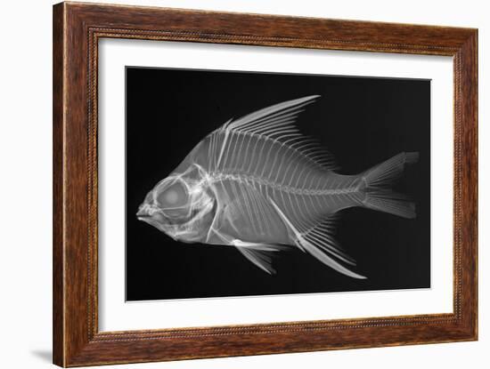 Striped Mojarra-Sandra J. Raredon-Framed Art Print