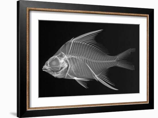 Striped Mojarra-Sandra J. Raredon-Framed Art Print