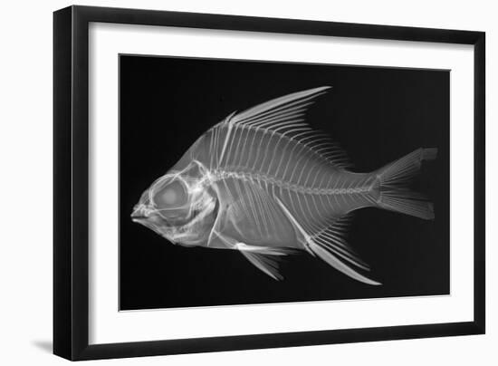 Striped Mojarra-Sandra J. Raredon-Framed Art Print